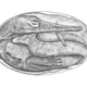 Illustration for article titled The Oldest Embryos Ever Discovered Show That Some Prehistoric Reptiles Were Viviparous